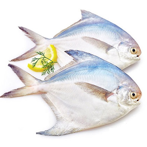 Cá Chim Trắng