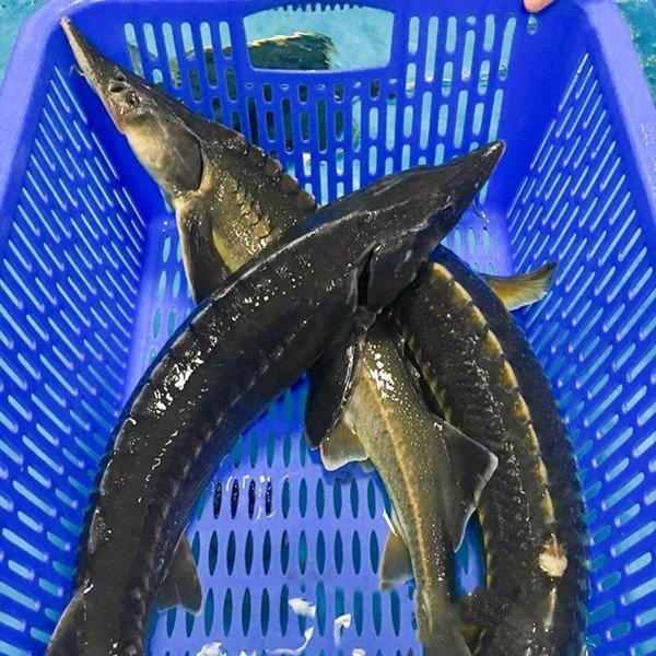 Cá Tầm