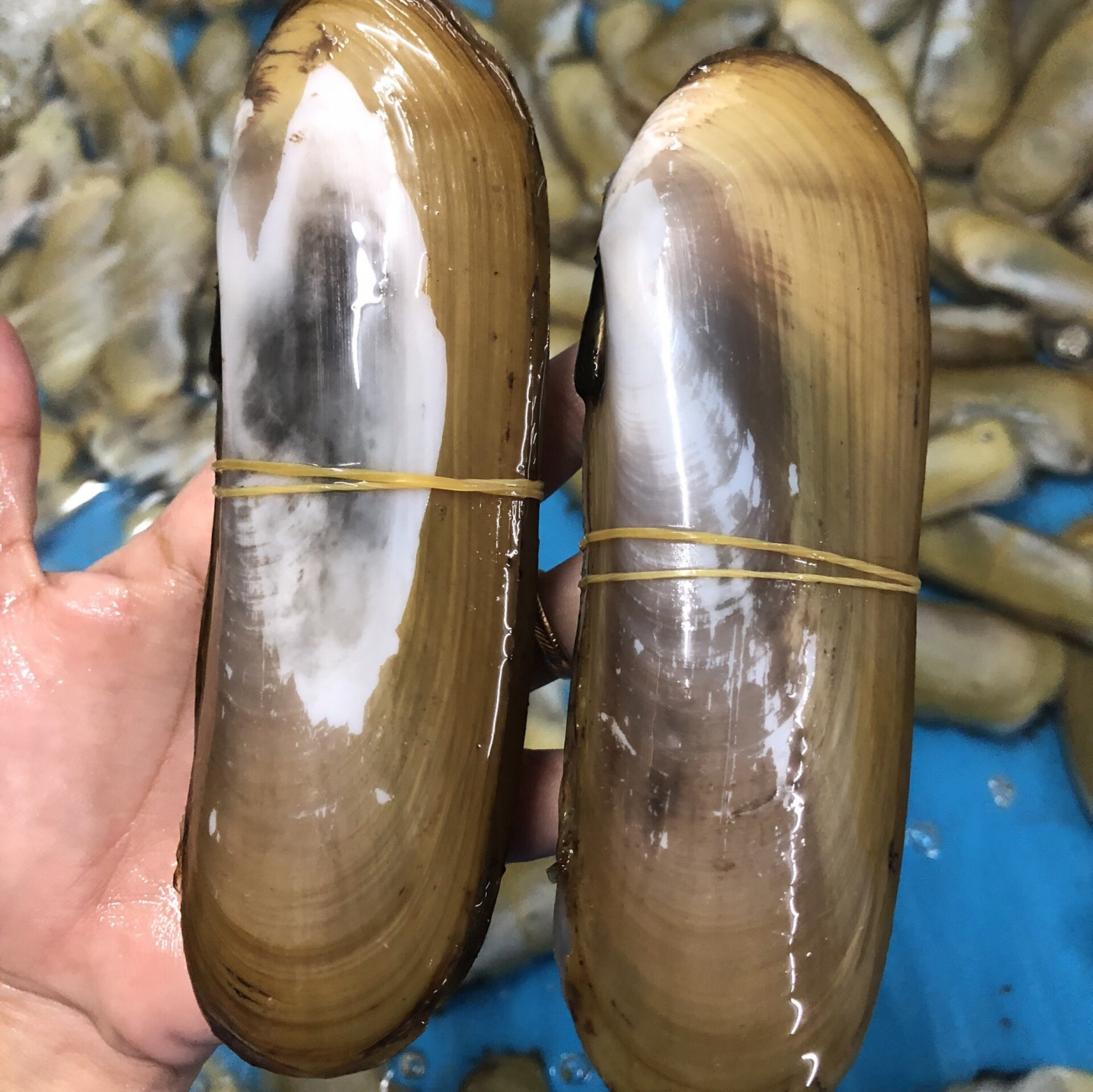 Ốc Móng Tay Chúa 