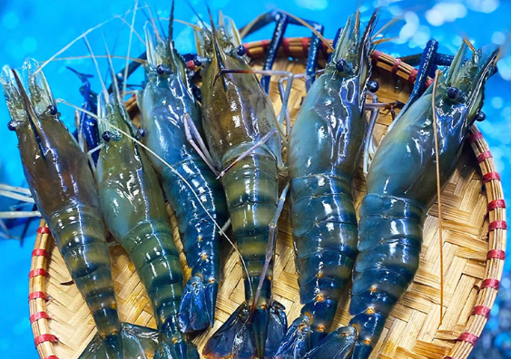 Tôm Càng Xanh