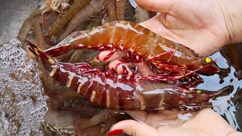 Tôm Sú Tự Nhiên