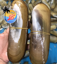 Ốc Móng Tay Chúa 