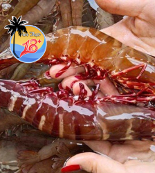 Tôm Sú Tự Nhiên