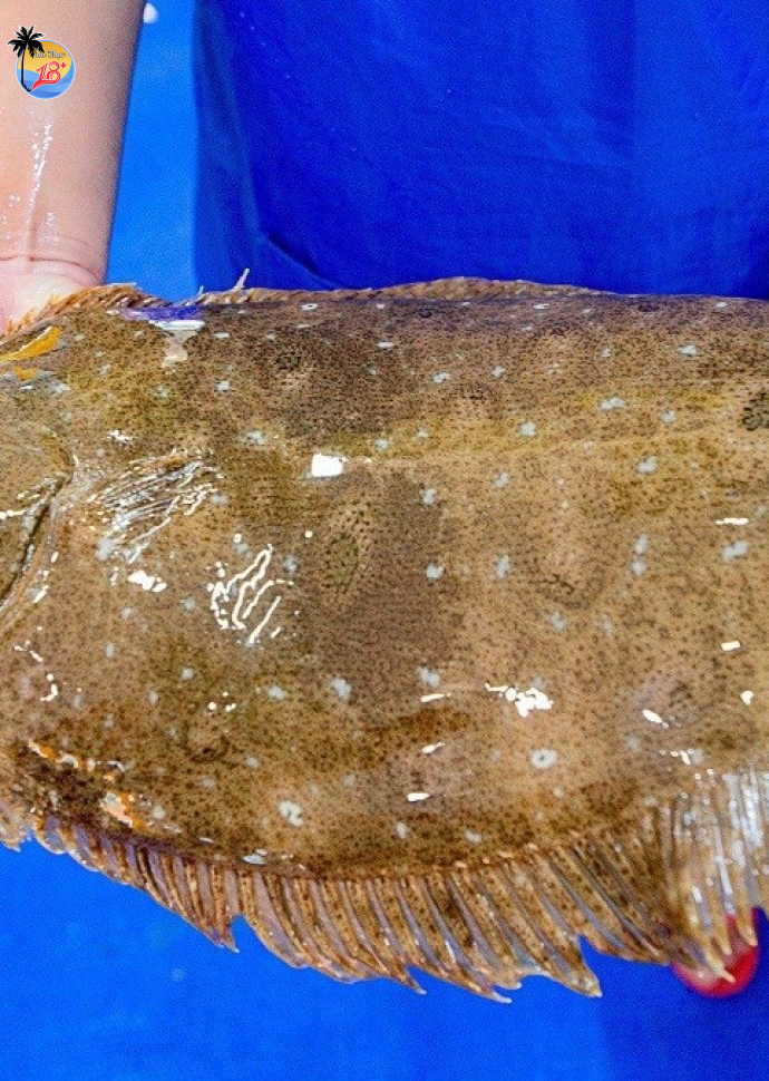Cá Bơn 