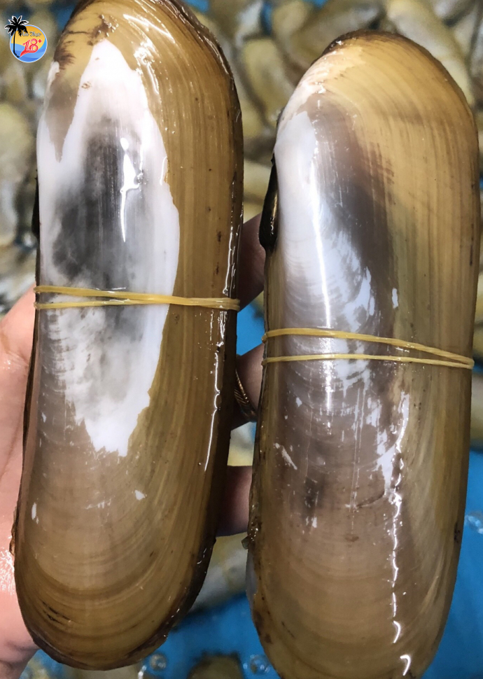 Ốc Móng Tay Chúa 