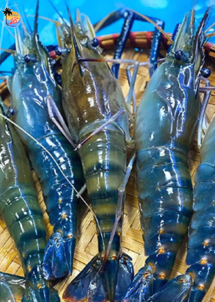 Tôm Càng Xanh