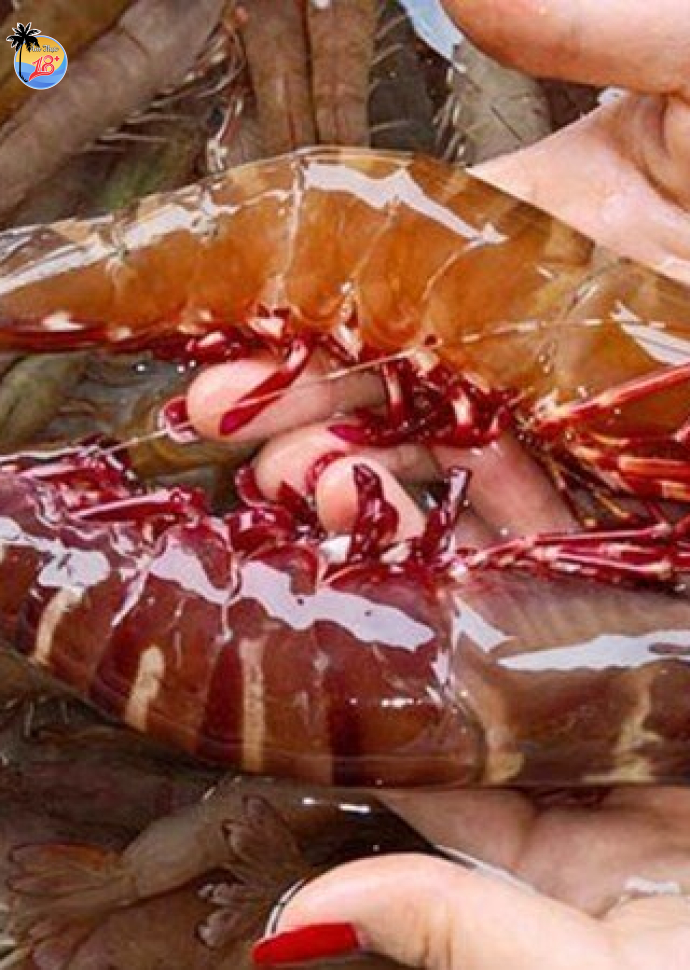 Tôm Sú Tự Nhiên